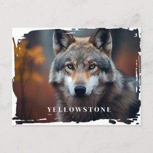 Postal del lobo de Yellowstone