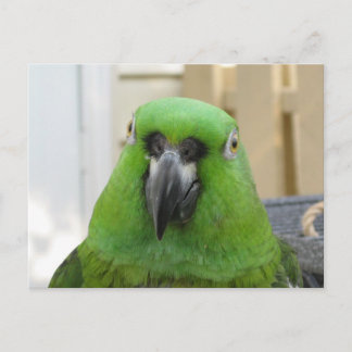 Postal del Loro Verde de la Amazonía de Panamá