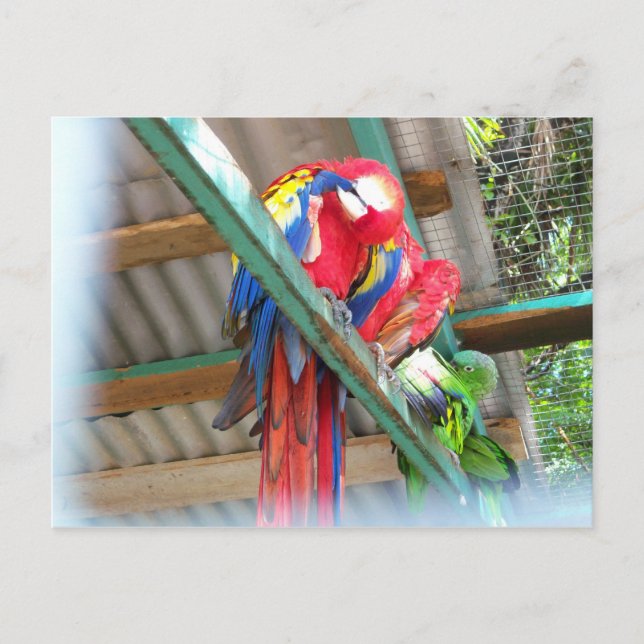 Postal del Macaw (Anverso)