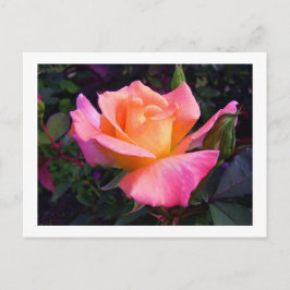Postal del melocotón rosado y del rosa amarillo