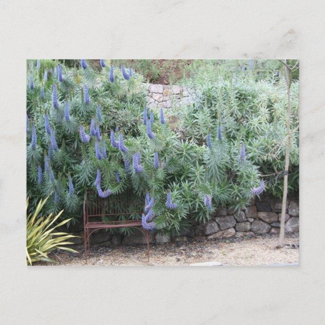 Postal del orgullo de Madeira (Anverso)