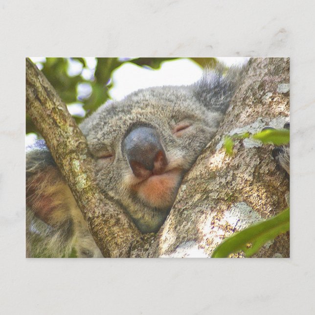 Postal del oso de Koala durmiendo (Anverso)
