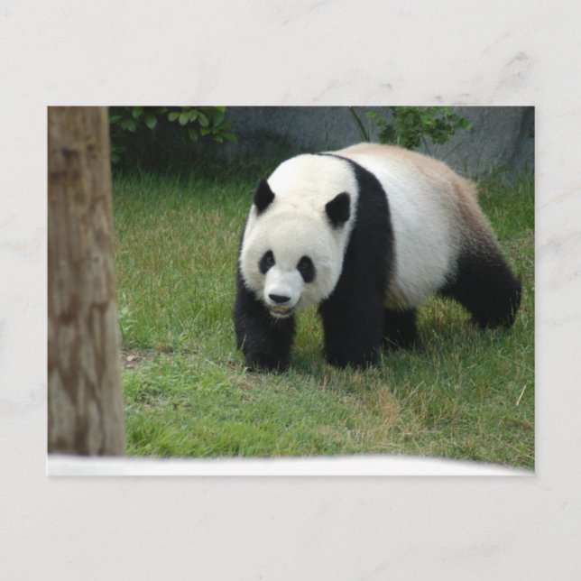 Postal del oso de panda gigante (Anverso)