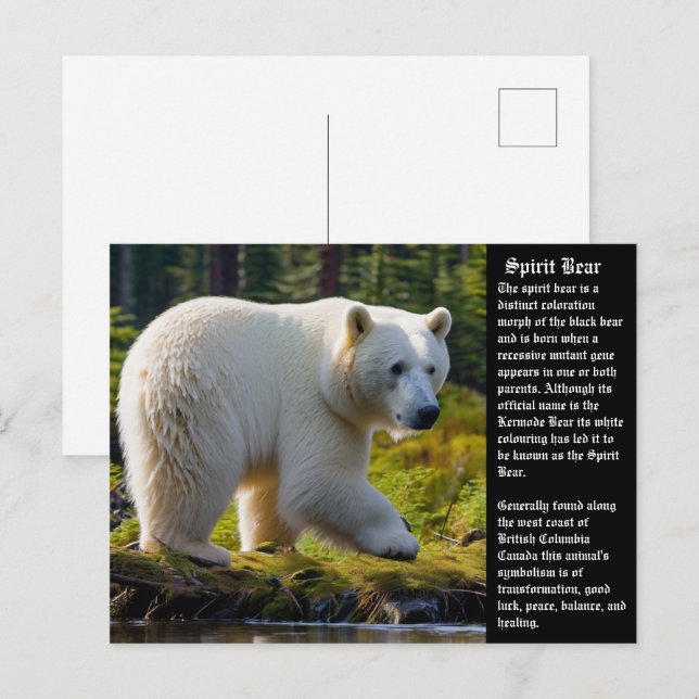 Postal del oso espiritual (Anverso / Reverso)