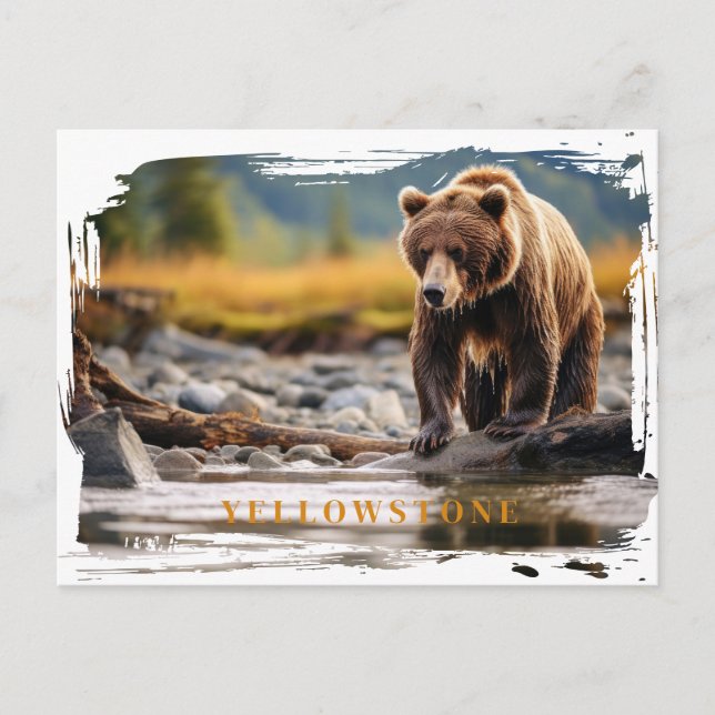 Postal del oso grizzly de piedra amarilla (Anverso)