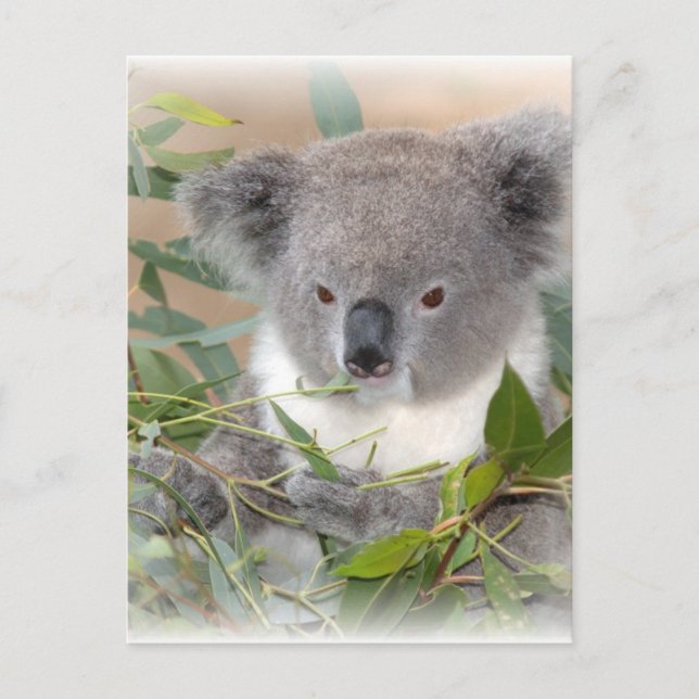 Postal del oso Koala (Anverso)