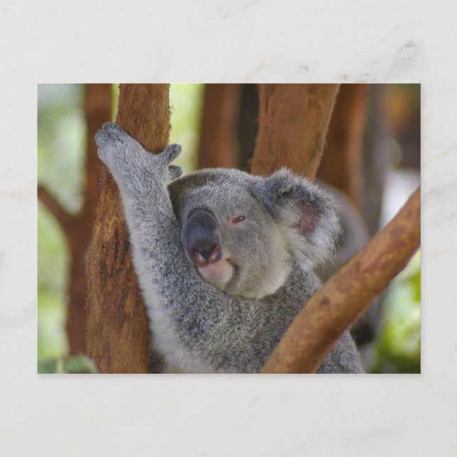 Postal del oso Koala (Anverso)