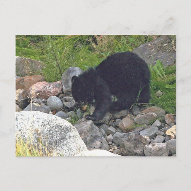 Postal del oso negro cachorro en Yellowstone (Anverso)