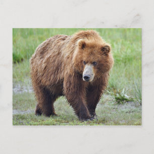 Postal del oso pardo