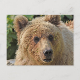 Postal del oso pardo en Alaska