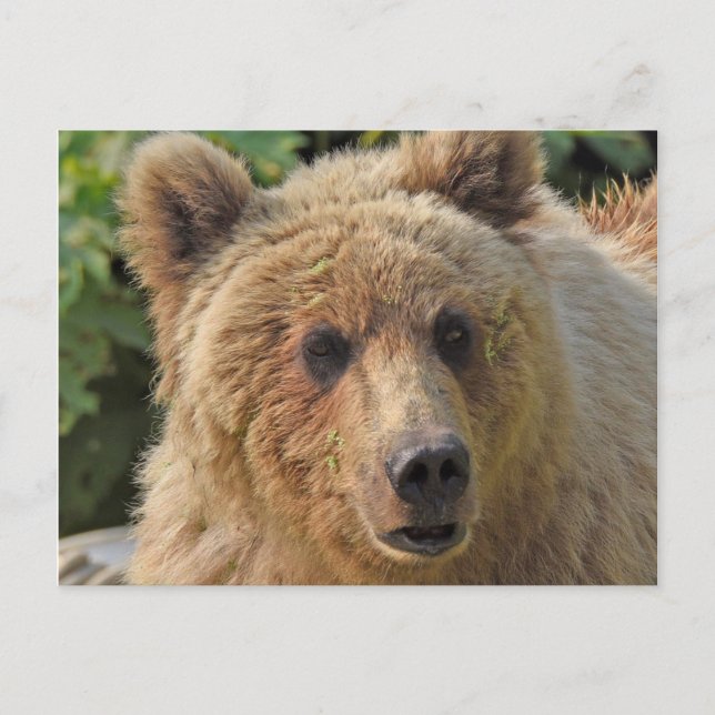 Postal del oso pardo en Alaska (Anverso)