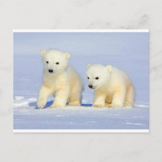 Postal del oso polar