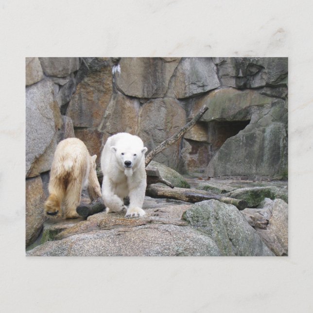 postal del OSO POLAR (Anverso)