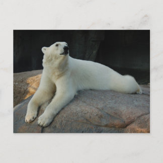 Postal del oso polar
