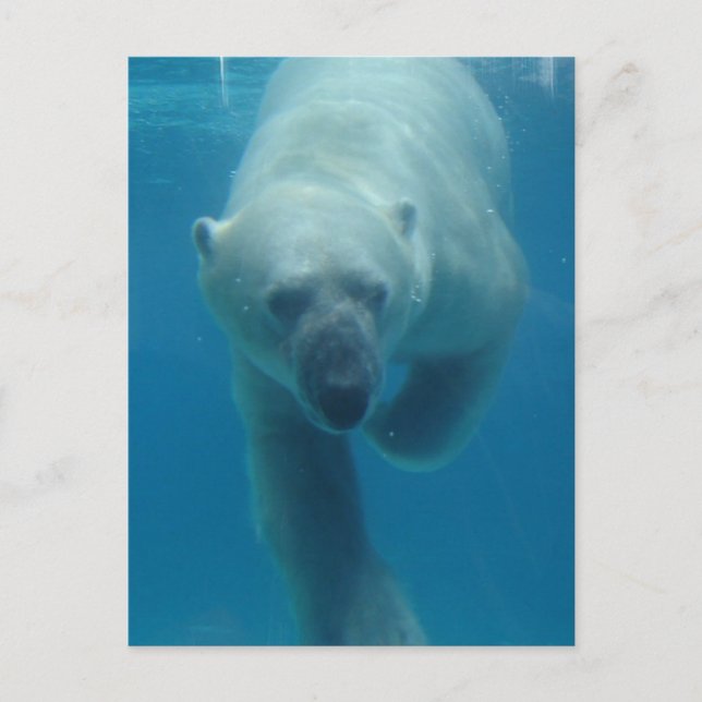 Postal Del Oso Polar De Natación (Anverso)