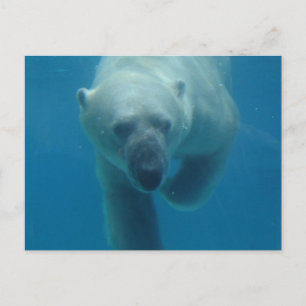 Postal Del Oso Polar De Natación