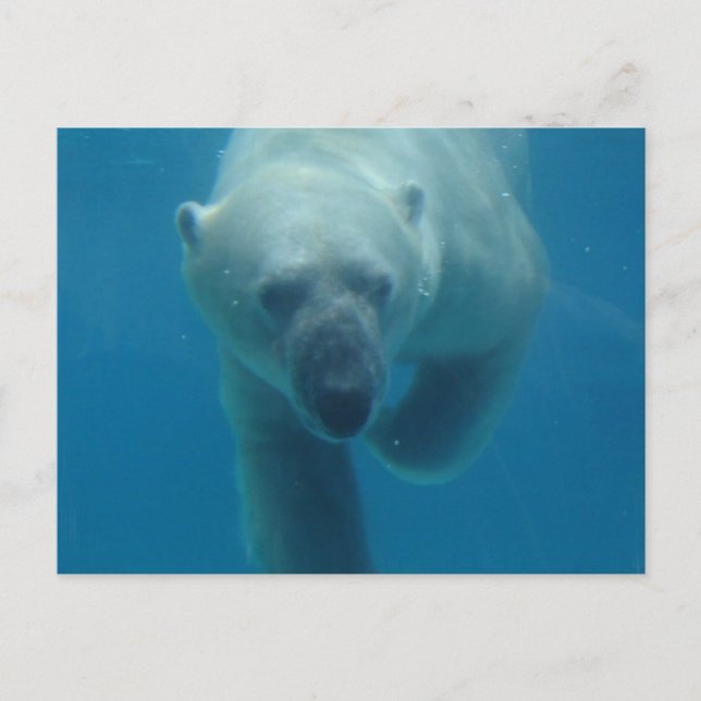 Postal Del Oso Polar De Natación (Anverso)