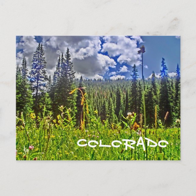 Postal del paisaje forestal de Colorado (Anverso)