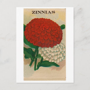postal del paquete de la semilla del zinnia del