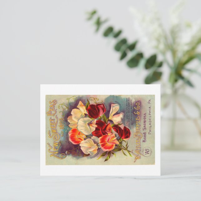 Postal del paquete de semillas. (Anverso de pie)