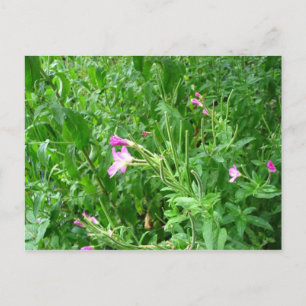 Postal del parque acuático