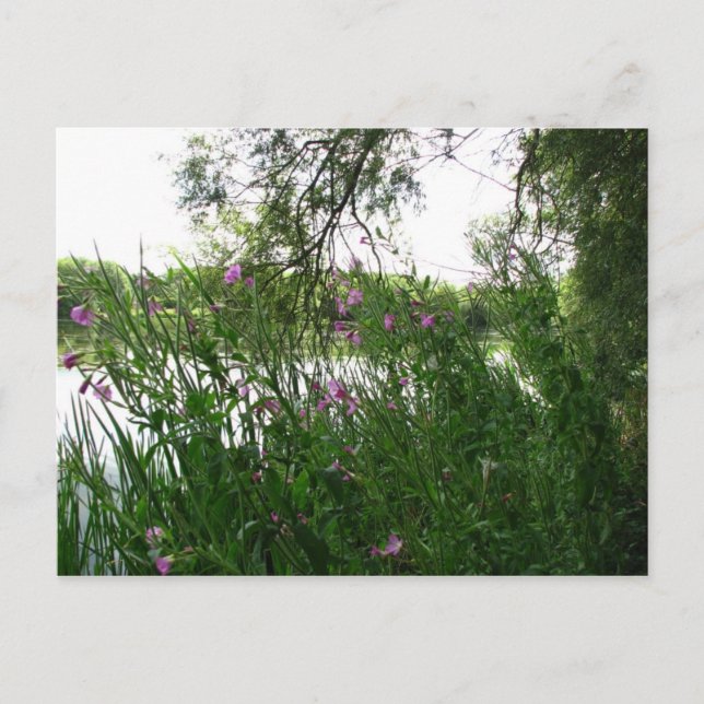 Postal del parque acuático (Anverso)