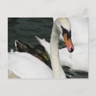 Postal del parque acuático