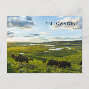 Postal del Parque Nacional Yellowstone