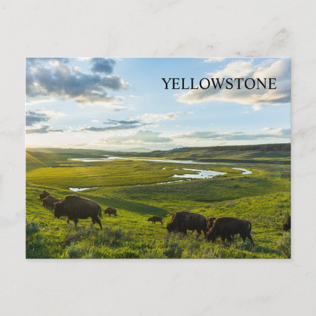 Postal del Parque Nacional Yellowstone (Anverso)
