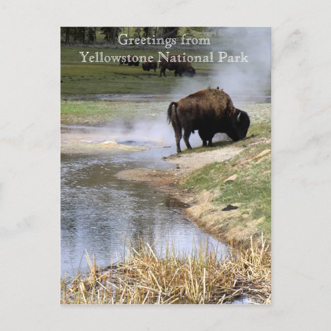 Postal del Parque Nacional Yellowstone (Anverso)