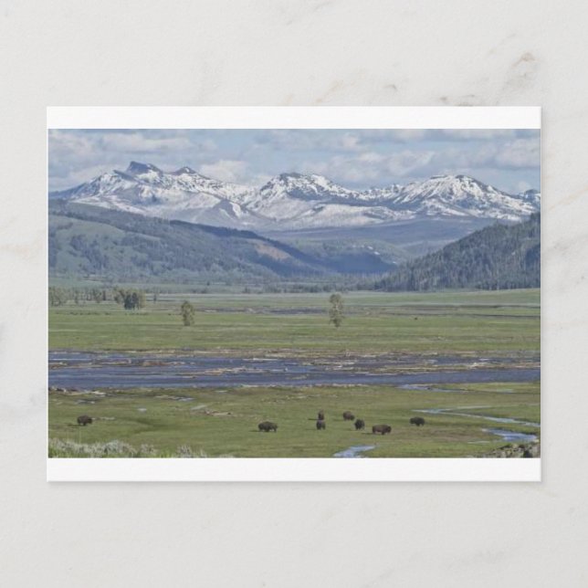 Postal del Parque Nacional Yellowstone (Anverso)