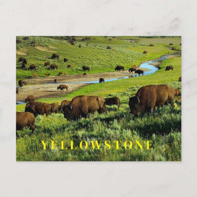 Postal del Parque Nacional Yellowstone (Anverso)