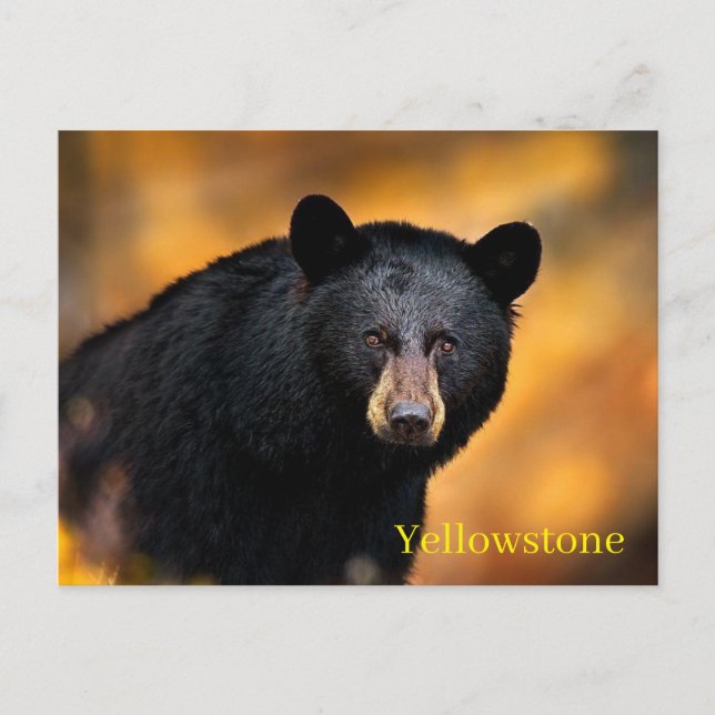 Postal del Parque Nacional Yellowstone (Anverso)
