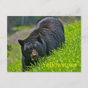 Postal del Parque Nacional Yellowstone