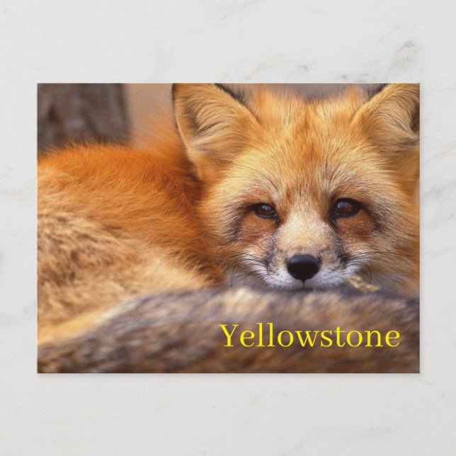 Postal del Parque Nacional Yellowstone (Anverso)