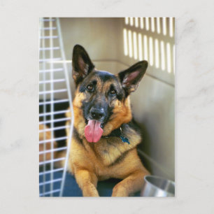 Postal del pastor alemán