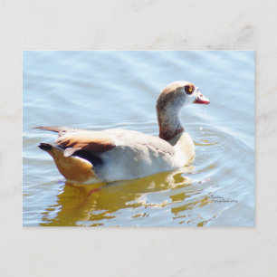 Postal del pato del paraíso tropical