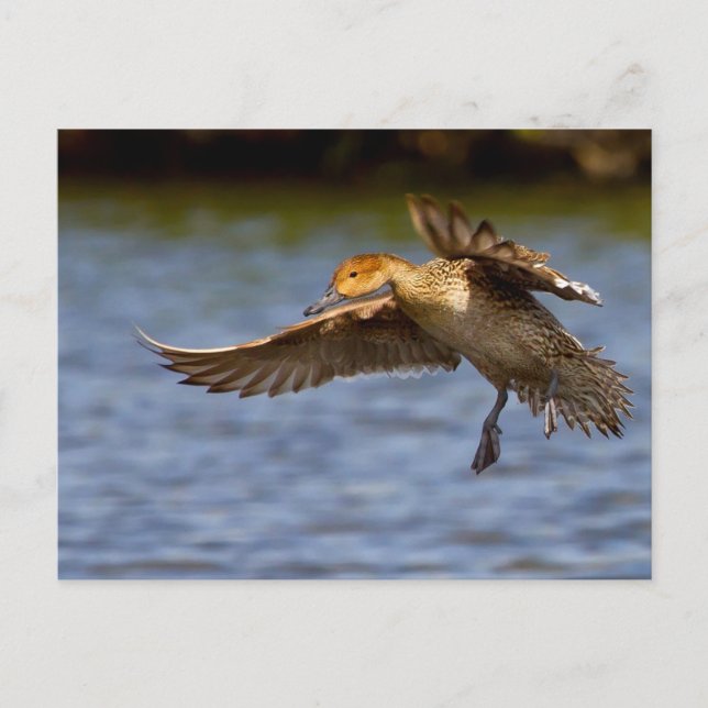 postal del pato volador (Anverso)