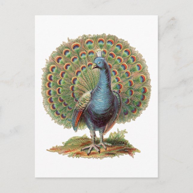 Postal del pavo real del vintage… (Anverso)