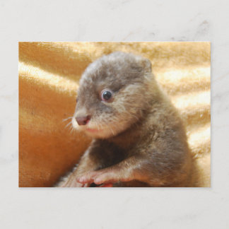 Postal del perrito de la nutria del bebé