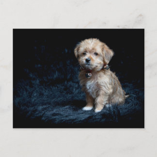 Postal del perrito de Yorkshire Terrier