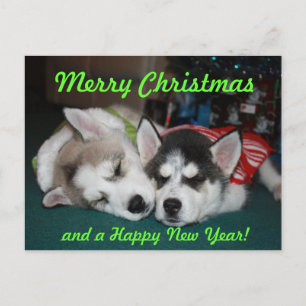 Postal del perrito del husky siberiano