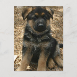 Postal del perrito del pastor