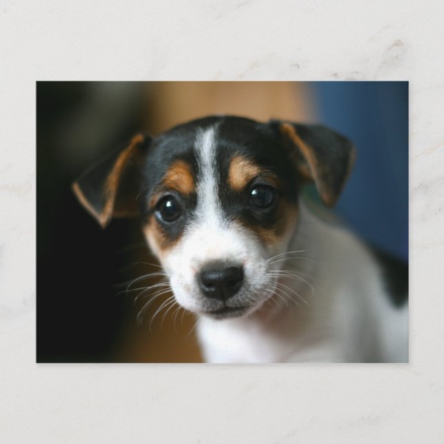 Postal del perrito - Jack Russell Terrier (Anverso)