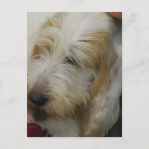 Postal del perro de Basset