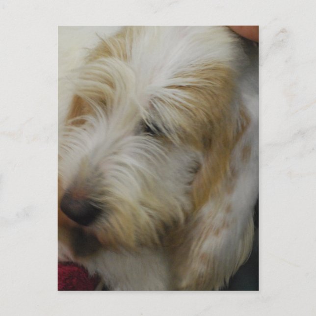 Postal del perro de Basset (Anverso)