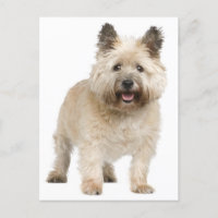 Postal del perro porcino de Cairn Terrier