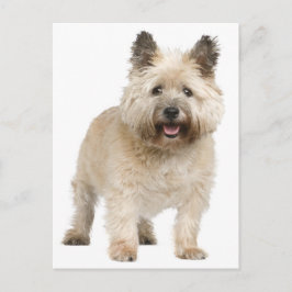 Postal del perro porcino de Cairn Terrier