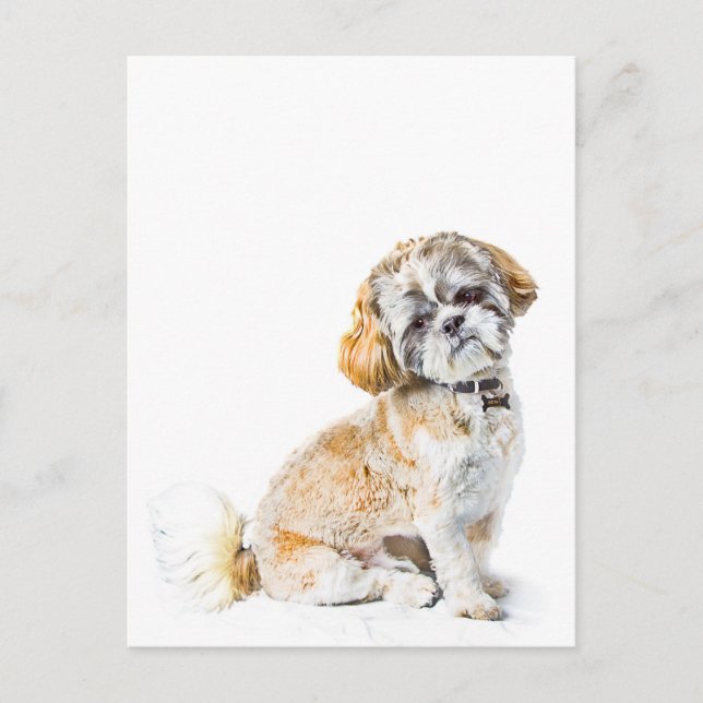 Postal del perro Shih Tzu (Anverso)