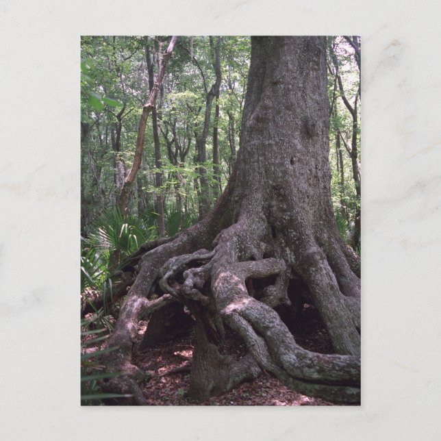 Postal del Personalizado de Artefactos Forestales  (Anverso)
